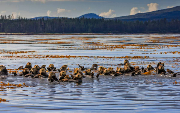  Raft of sea otters in Sitka Sound, near Sitka, Alaska by Robert Harding