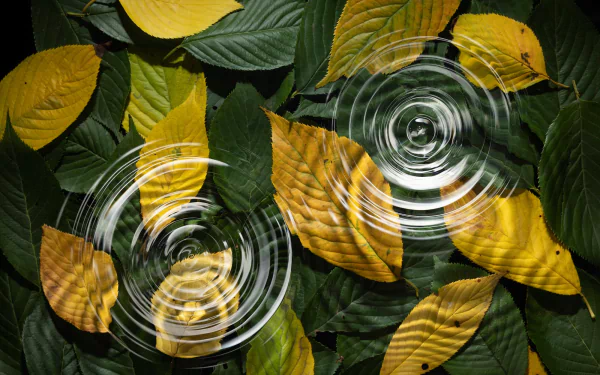 Vibrant green leaf close-up in HD desktop wallpaper and background, showcasing the beauty of nature.