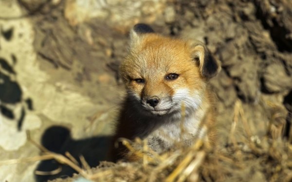 Animal Fox HD Wallpaper | Background Image