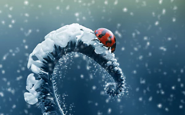Animal ladybug HD Desktop Wallpaper | Background Image