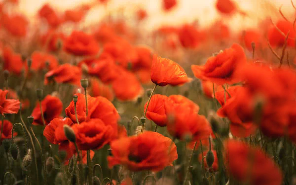 nature poppy HD Desktop Wallpaper | Background Image