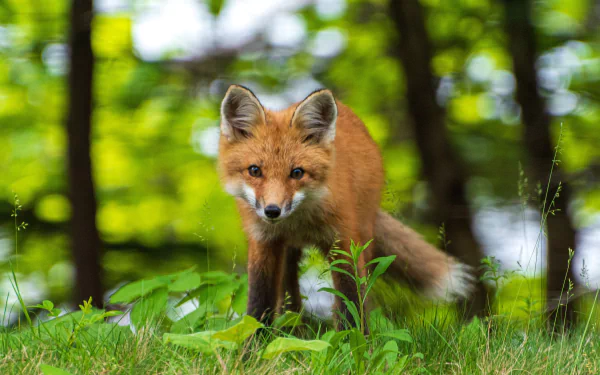 A sharp 4K Ultra HD image of a red fox standing alert on grass with a blurred, green forest background, designed as a PC desktop wallpaper.