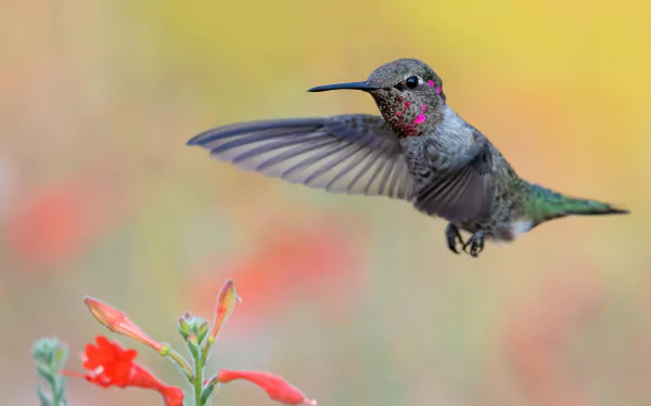 Animal hummingbird HD Desktop Wallpaper | Background Image