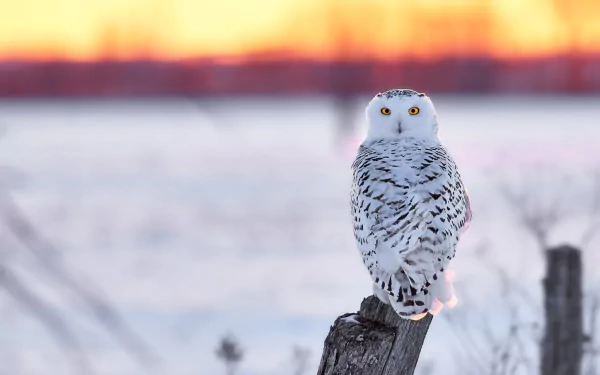 HD PC desktop wallpaper and background: snowy owl (animal) perched on a post over a snow-covered field at sunset, bright yellow eyes and white-speckled plumage.