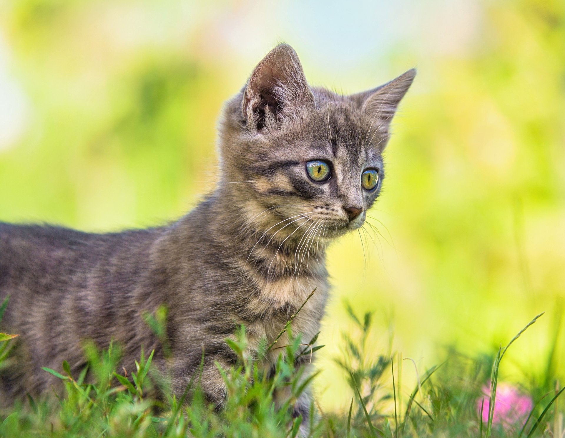 Gray tabby kitten in grass with bright green bokeh background — 2K Quad HD PC desktop wallpaper; animal cat