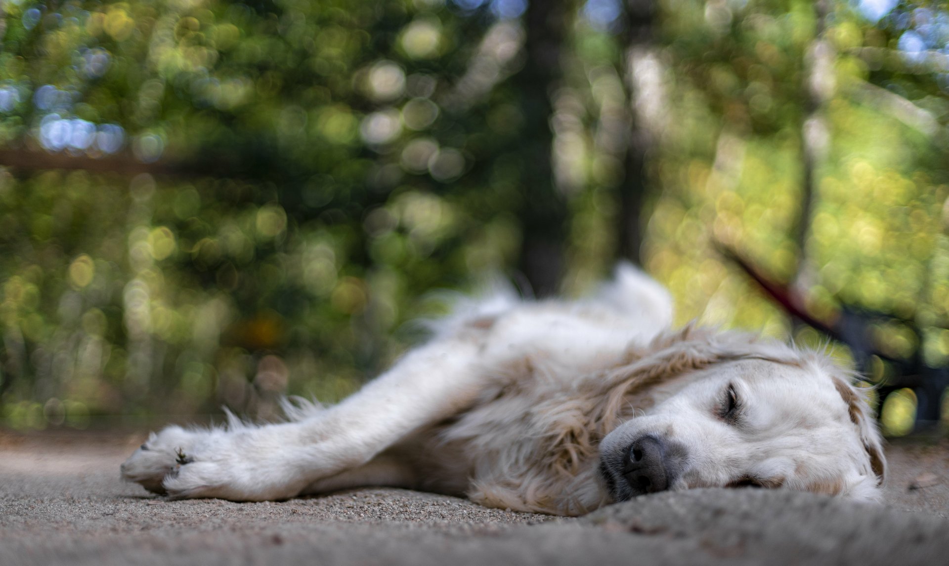 Download Animal Golden Retriever 4k Ultra HD Wallpaper by nicolas ferrand simonnot
