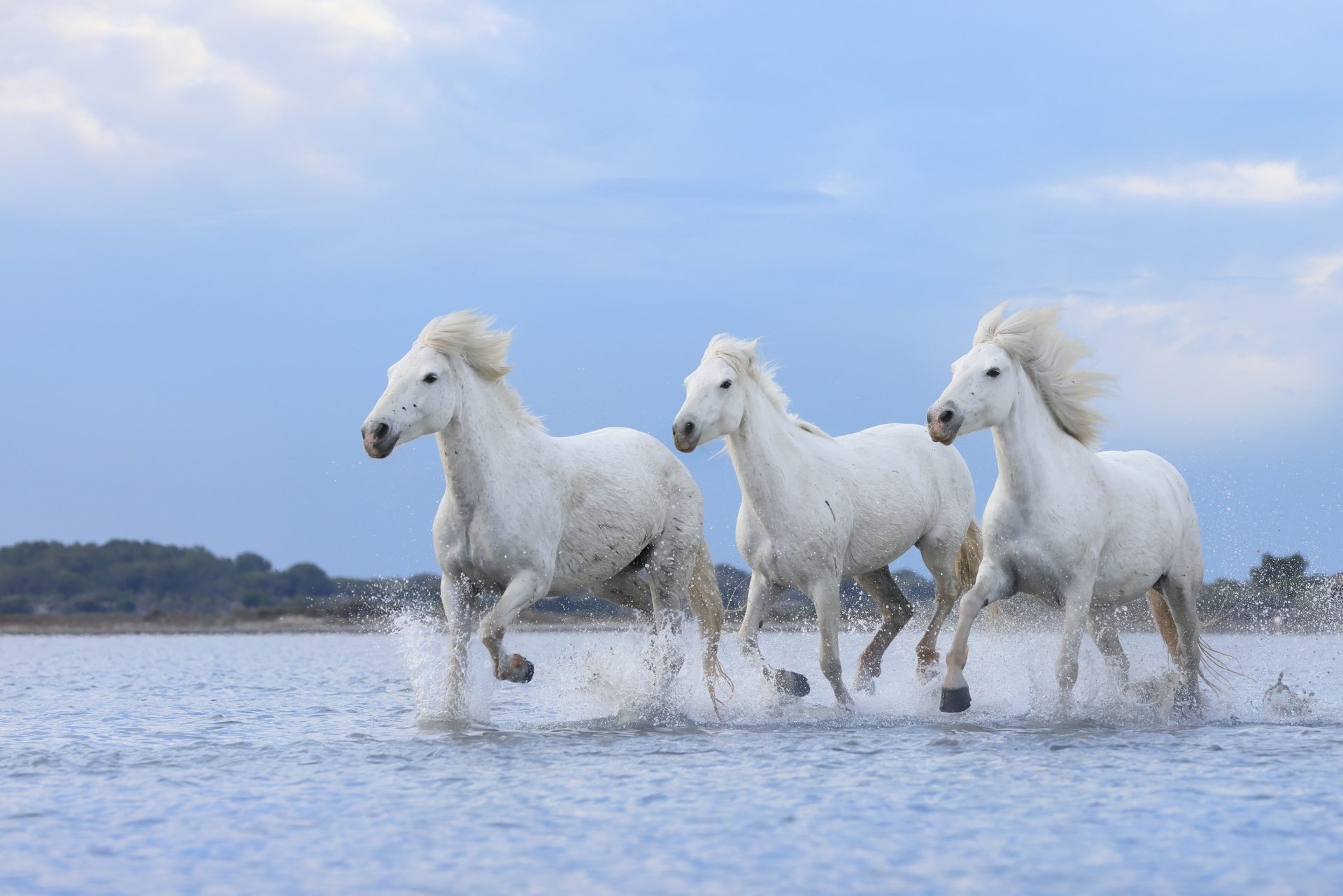 HD PC desktop wallpaper showing three white horses running through shallow water under a cloudy sky, capturing motion and natural beauty.