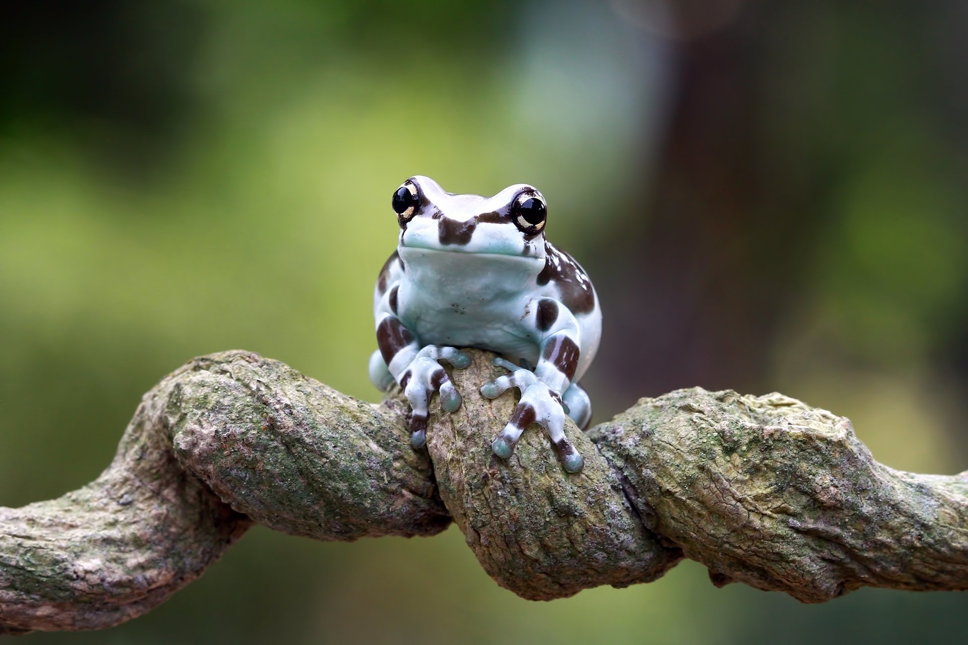 Close-up of a black and white frog perched on a textured branch, captured in stunning 4K Ultra HD quality for a vibrant PC desktop wallpaper.