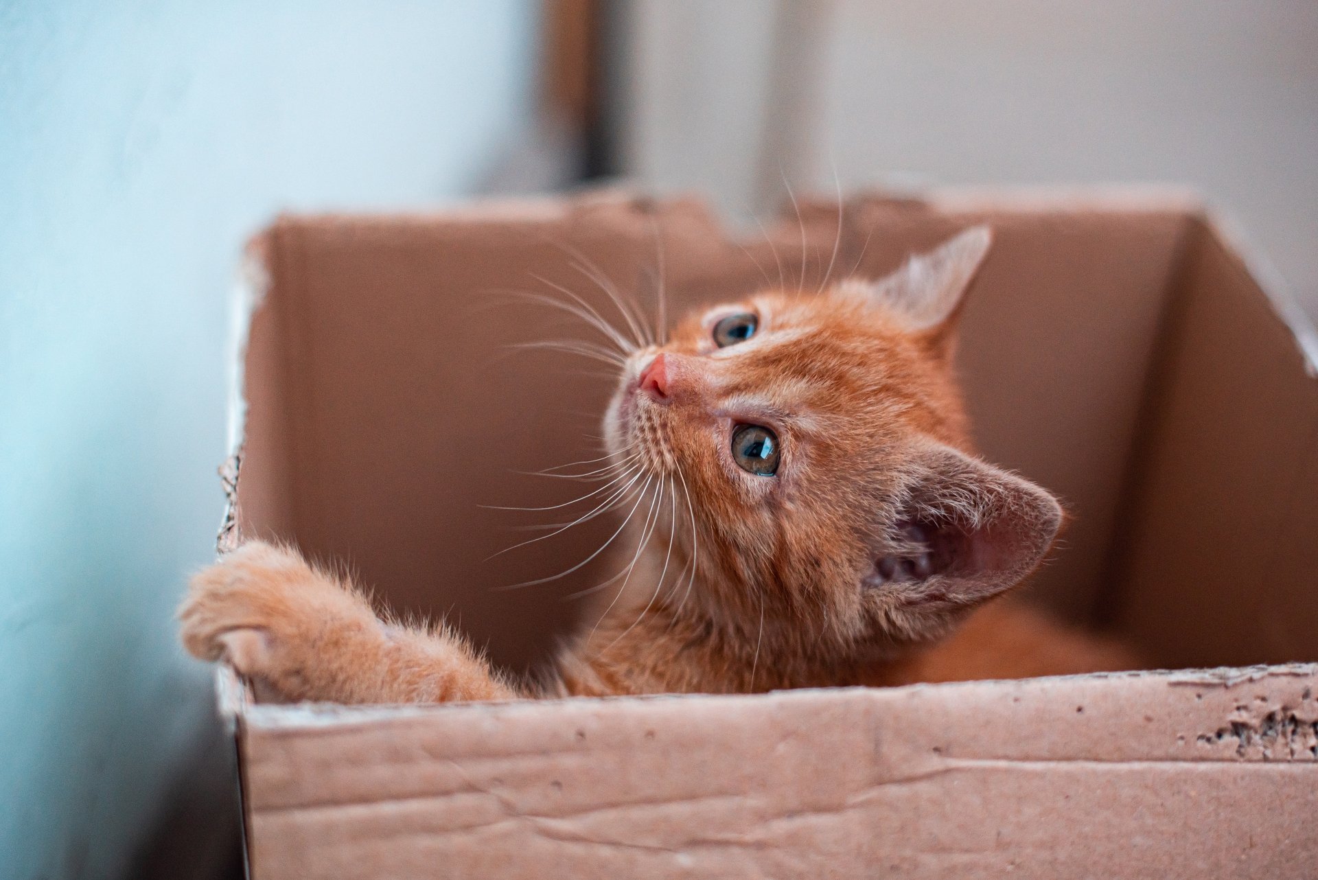A curious orange kitten with bright blue eyes peeks out from a cardboard box, captured in stunning 4K Ultra HD for PC desktop wallpaper.