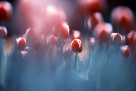 nature tulip HD Desktop Wallpaper | Background Image