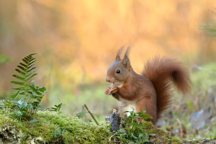 Animal squirrel HD Desktop Wallpaper | Background Image