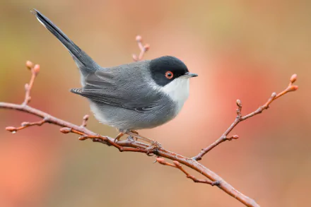 Sardinian Warbler Animal warbler HD Desktop Wallpaper | Background Image