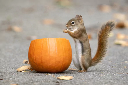 Animal squirrel HD Desktop Wallpaper | Background Image