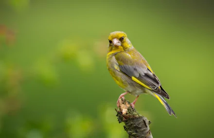  Common Greenfinch