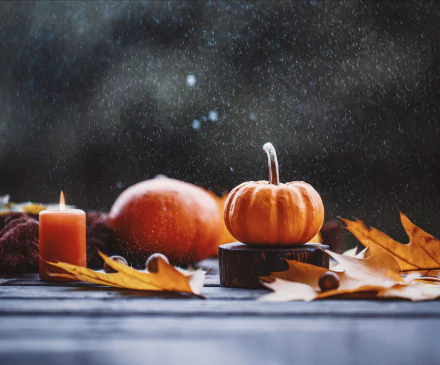 food pumpkin HD Desktop Wallpaper | Background Image