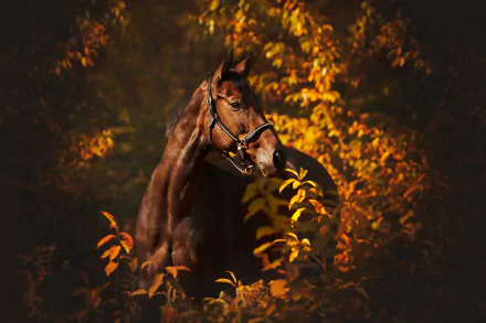Animal horse HD Desktop Wallpaper | Background Image
