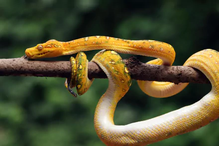 Animal python HD Desktop Wallpaper | Background Image