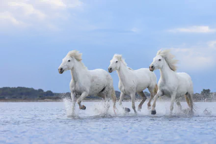 HD PC desktop wallpaper showing three white horses running through shallow water under a cloudy sky, capturing motion and natural beauty.