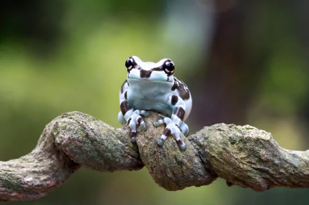 Animal frog HD Desktop Wallpaper | Background Image