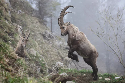 Animal mountain goat HD Desktop Wallpaper | Background Image