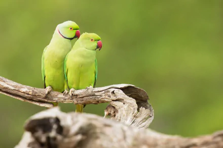 Animal rose-ringed parakeet HD Desktop Wallpaper | Background Image
