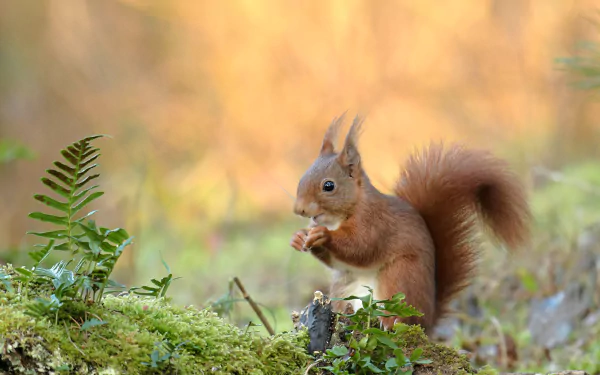 Animal squirrel HD Desktop Wallpaper | Background Image