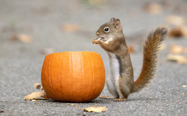 Animal squirrel HD Desktop Wallpaper | Background Image