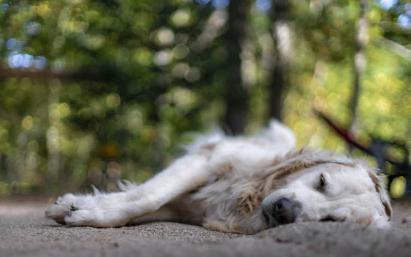 Animal golden retriever HD Desktop Wallpaper | Background Image