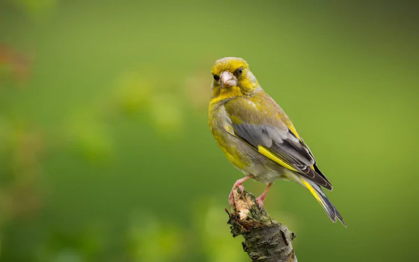  Common Greenfinch