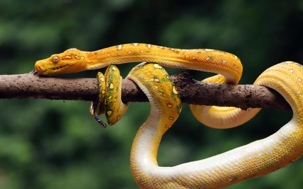 Majestic python in striking HD desktop wallpaper, perfect for animal lovers.
