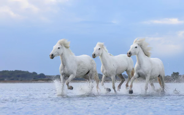 HD PC desktop wallpaper showing three white horses running through shallow water under a cloudy sky, capturing motion and natural beauty.