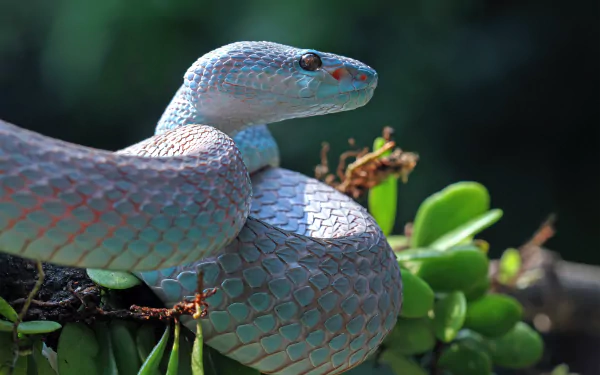 A stunning HD desktop wallpaper featuring a majestic python, perfect for animal lovers and nature enthusiasts.