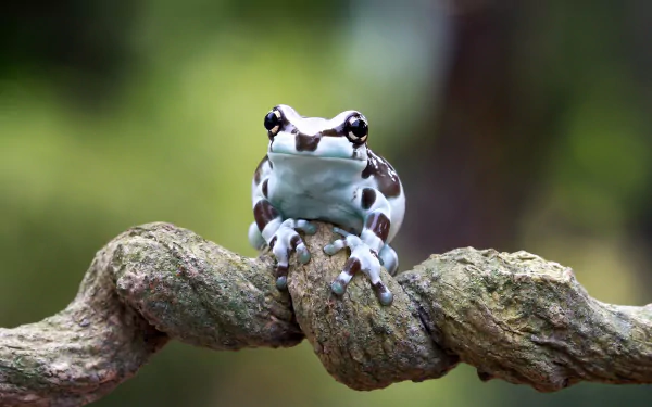 Animal frog HD Desktop Wallpaper | Background Image
