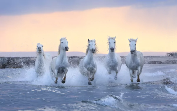 Five white horses running through shallow ocean waves at sunrise, captured in an HD PC desktop wallpaper featuring dynamic movement and natural beauty.