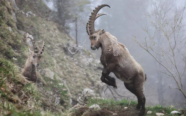 Animal mountain goat HD Desktop Wallpaper | Background Image