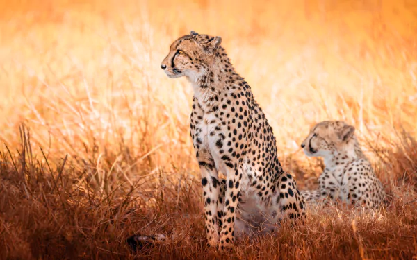 Animal cheetah HD Desktop Wallpaper | Background Image