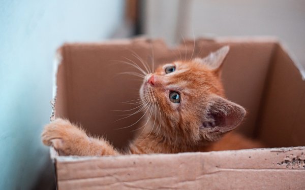 Animal Cat Kitten HD Wallpaper | Background Image