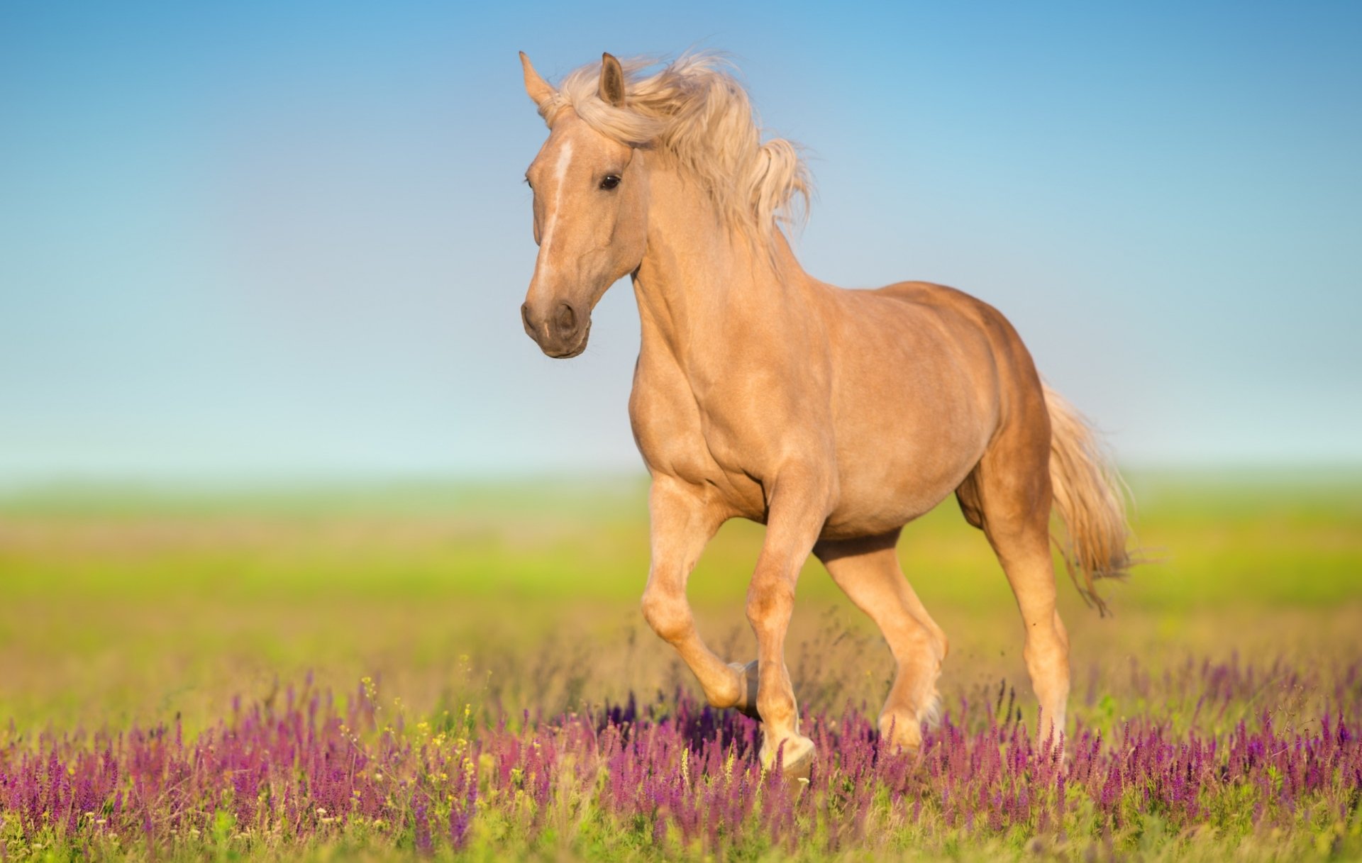 HD desktop wallpaper of a light brown horse running through a vibrant field of purple flowers under a clear blue sky.