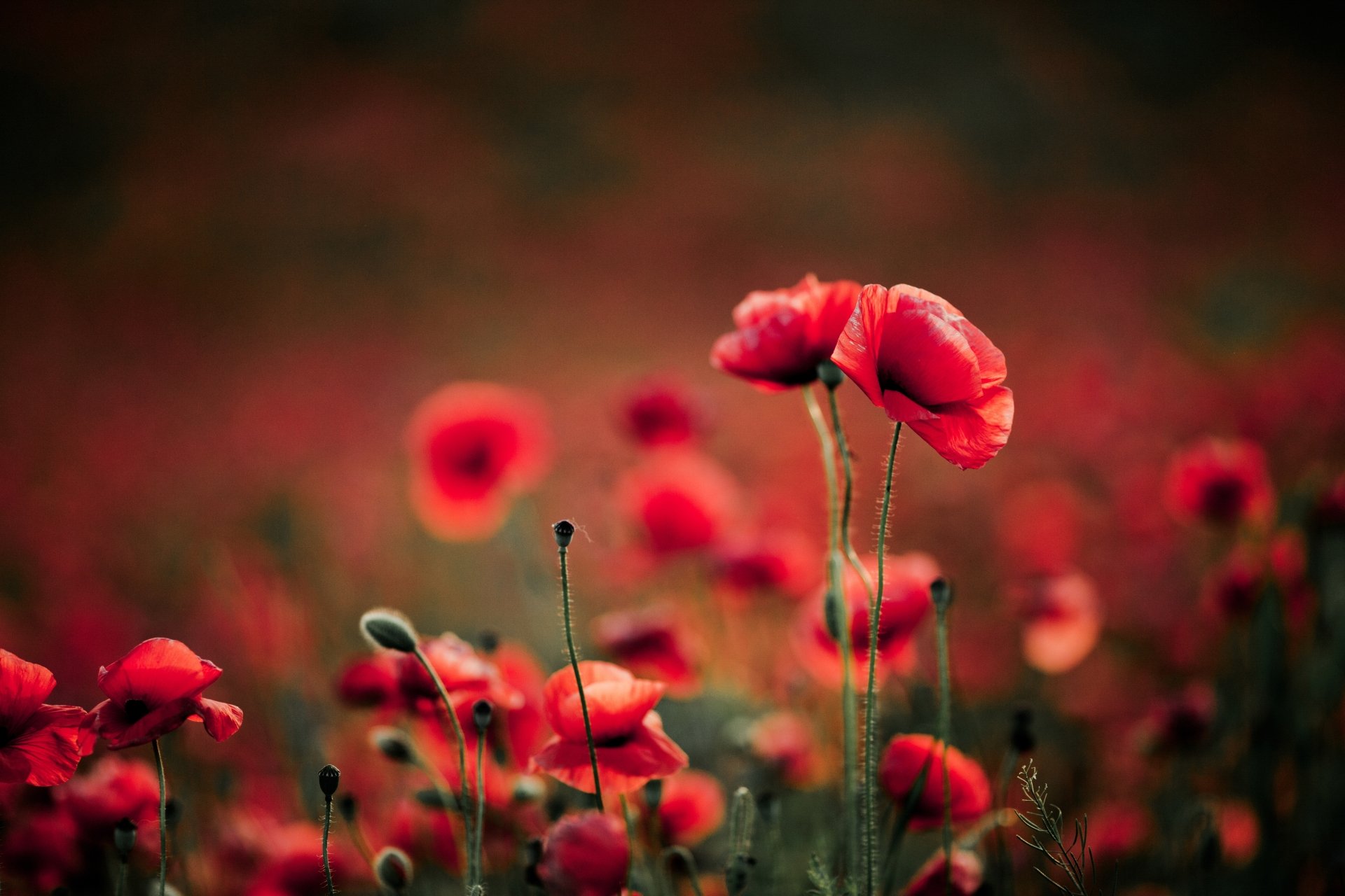 Download Nature Poppy 4k Ultra HD Wallpaper