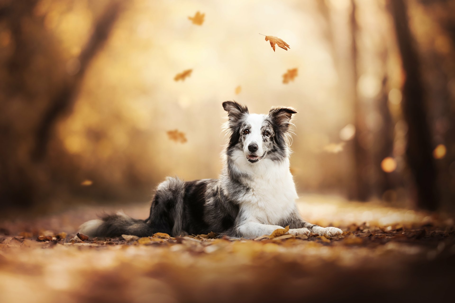Download Animal Dog 4k Ultra HD Wallpaper
