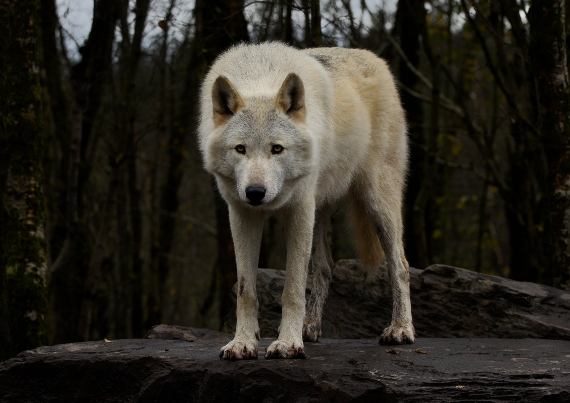 Animal Wolf 4k Ultra HD Wallpaper