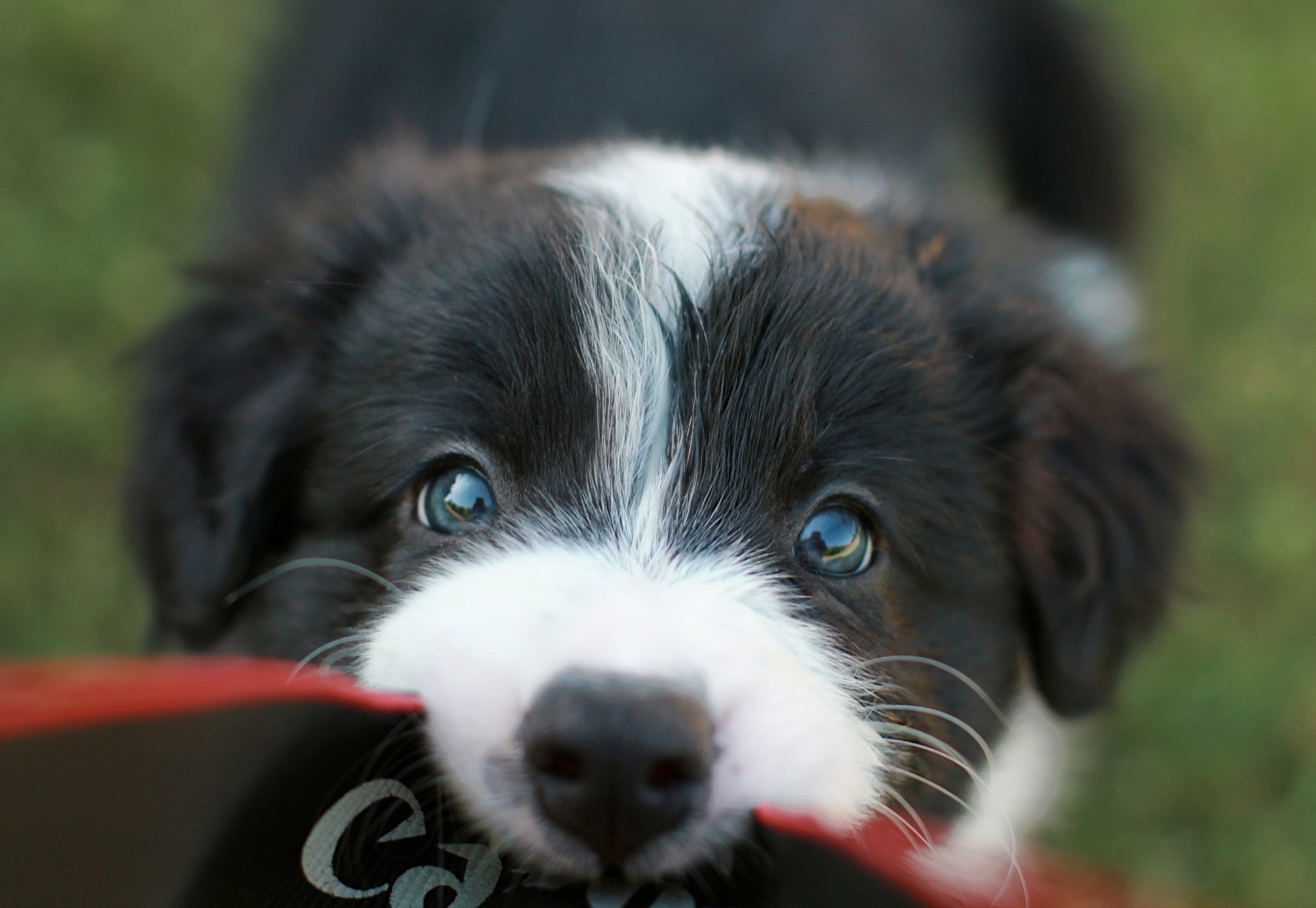 Close-up HD image of an adorable black and white puppy holding a red object, designed as a PC desktop wallpaper with a natural green background.