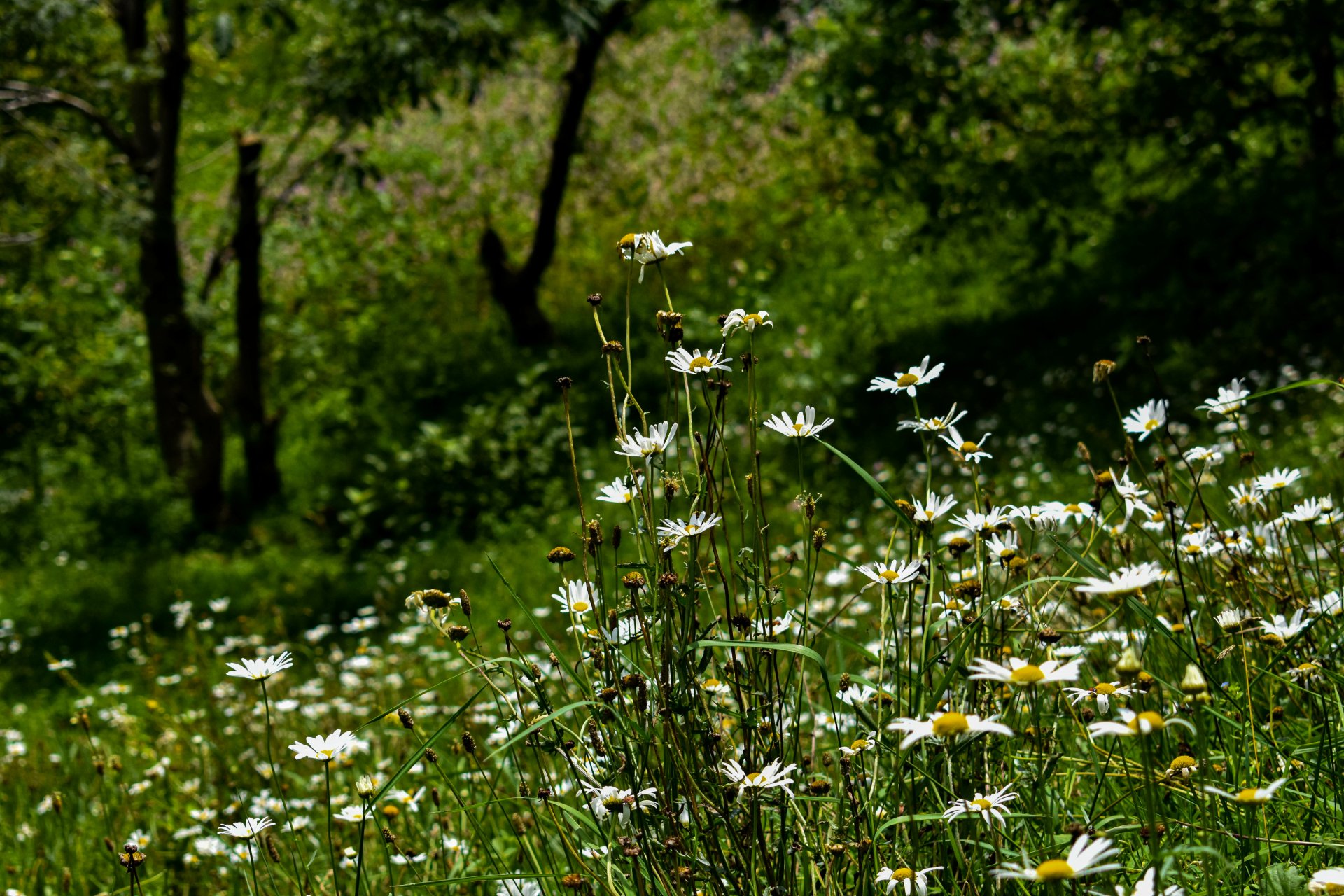Daisy season by aad235