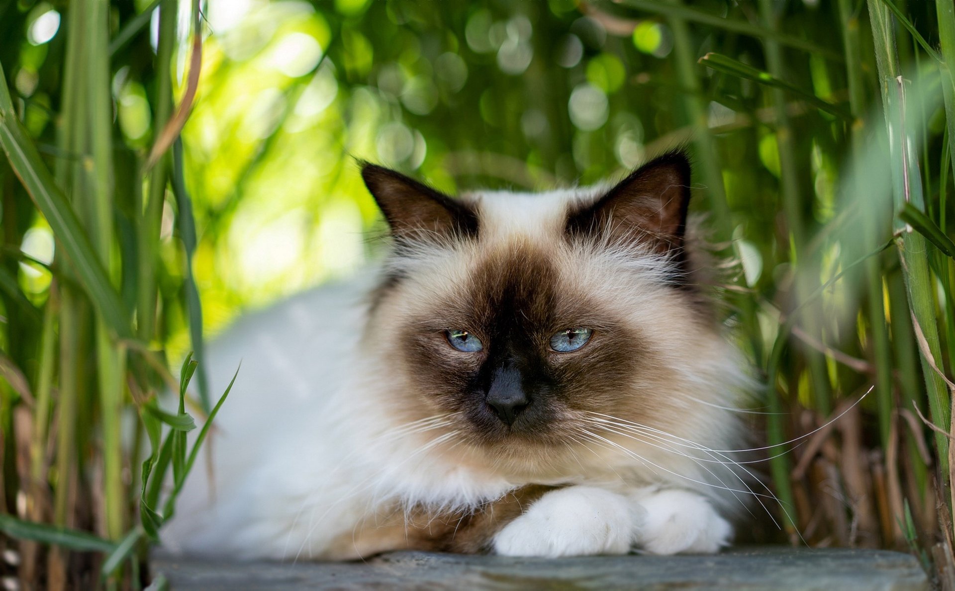 Fluffy Ragdoll Cat HD Wallpaper