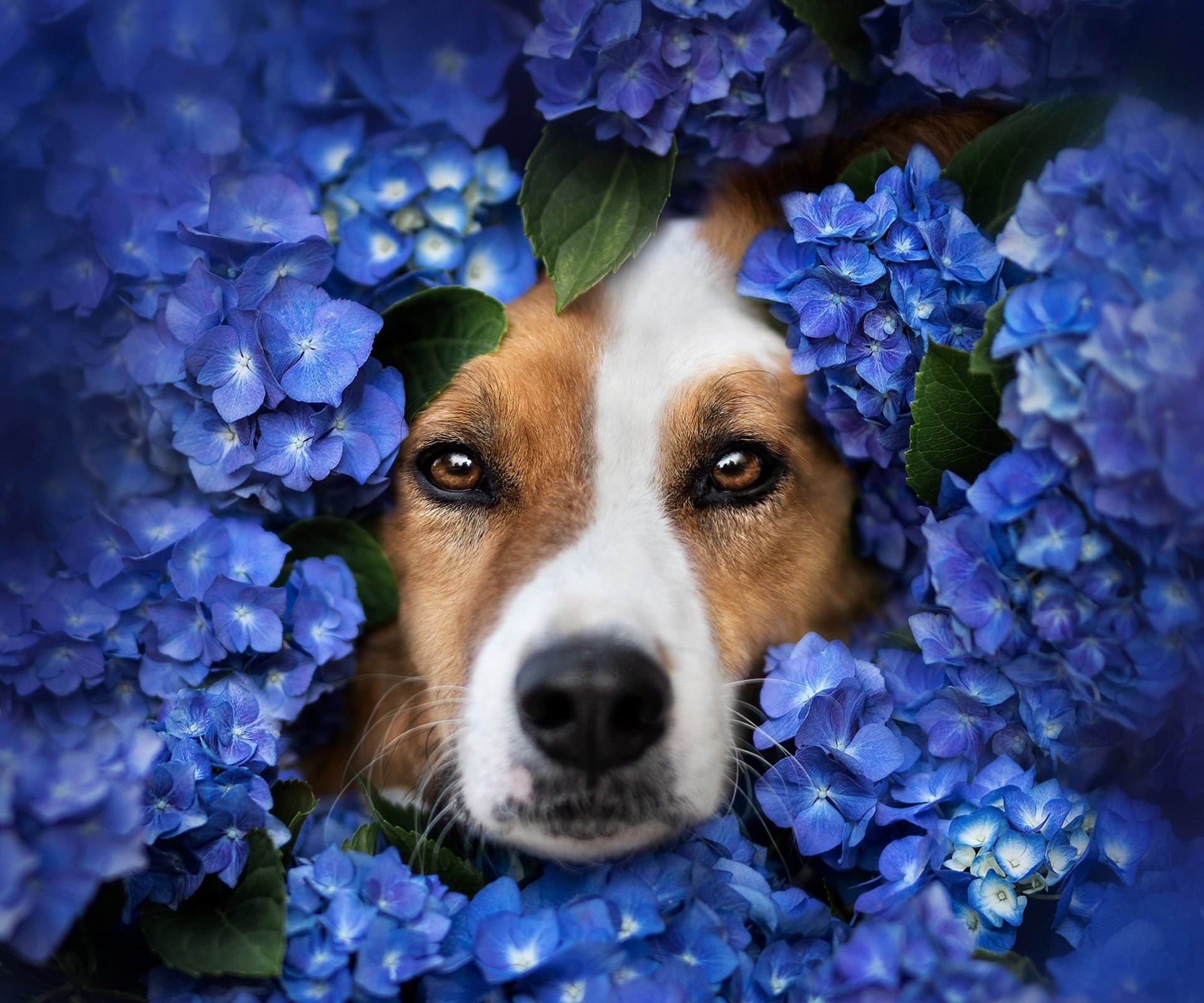 Download Animal Dog HD Wallpaper | 2048x1707 | Wallpaper Abyss