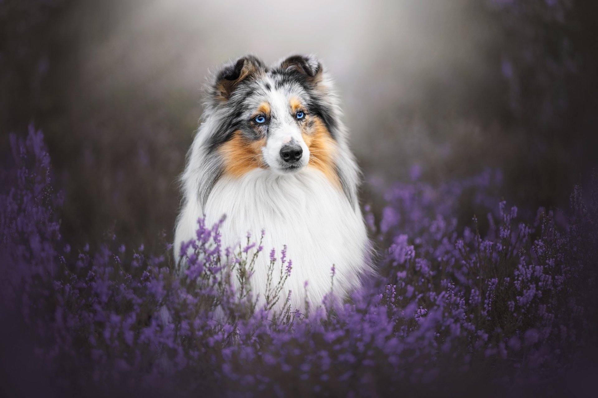 Download Animal Shetland Sheepdog HD Wallpaper