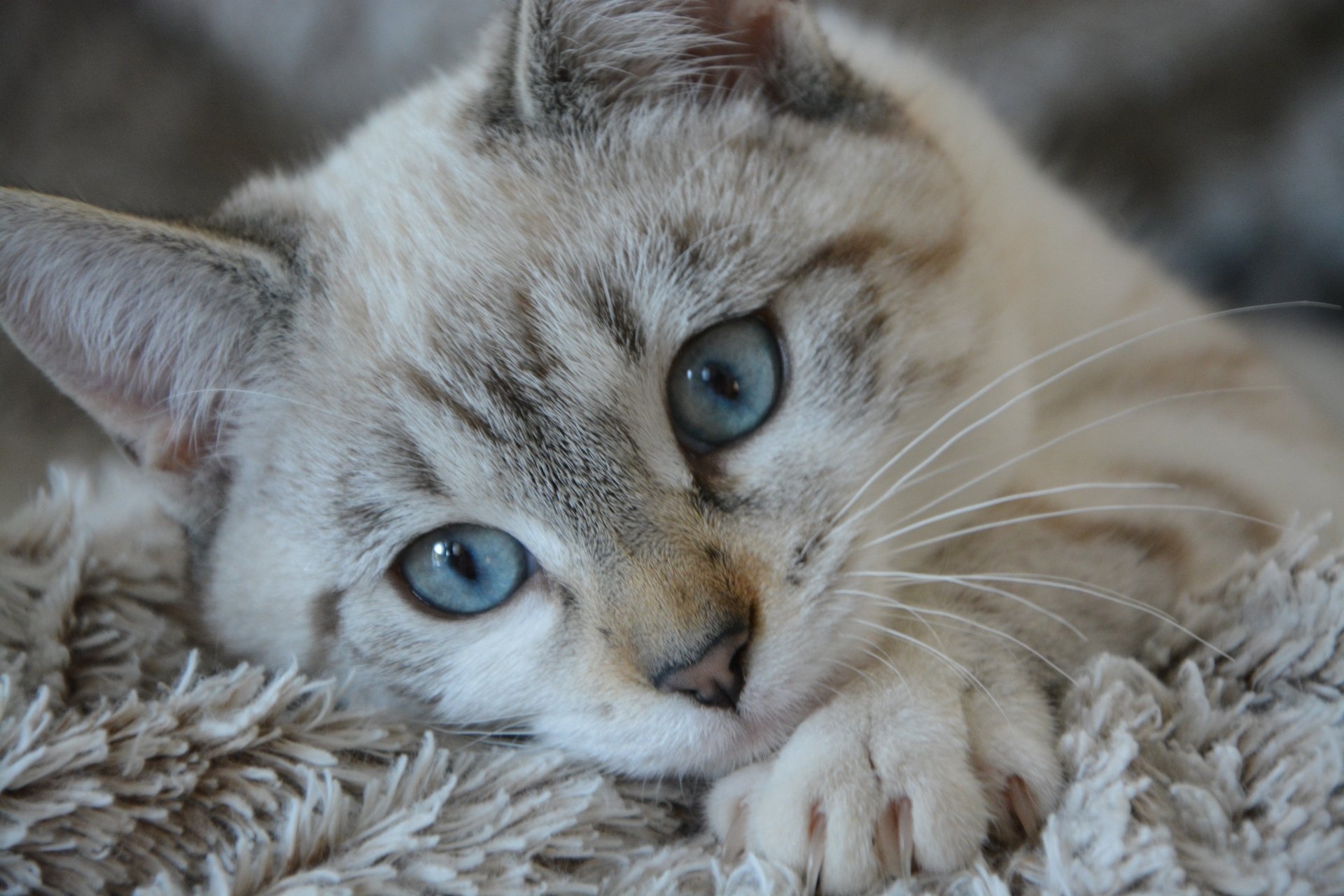Download Animal Cat 4k Ultra HD Wallpaper by JACLOU-DL