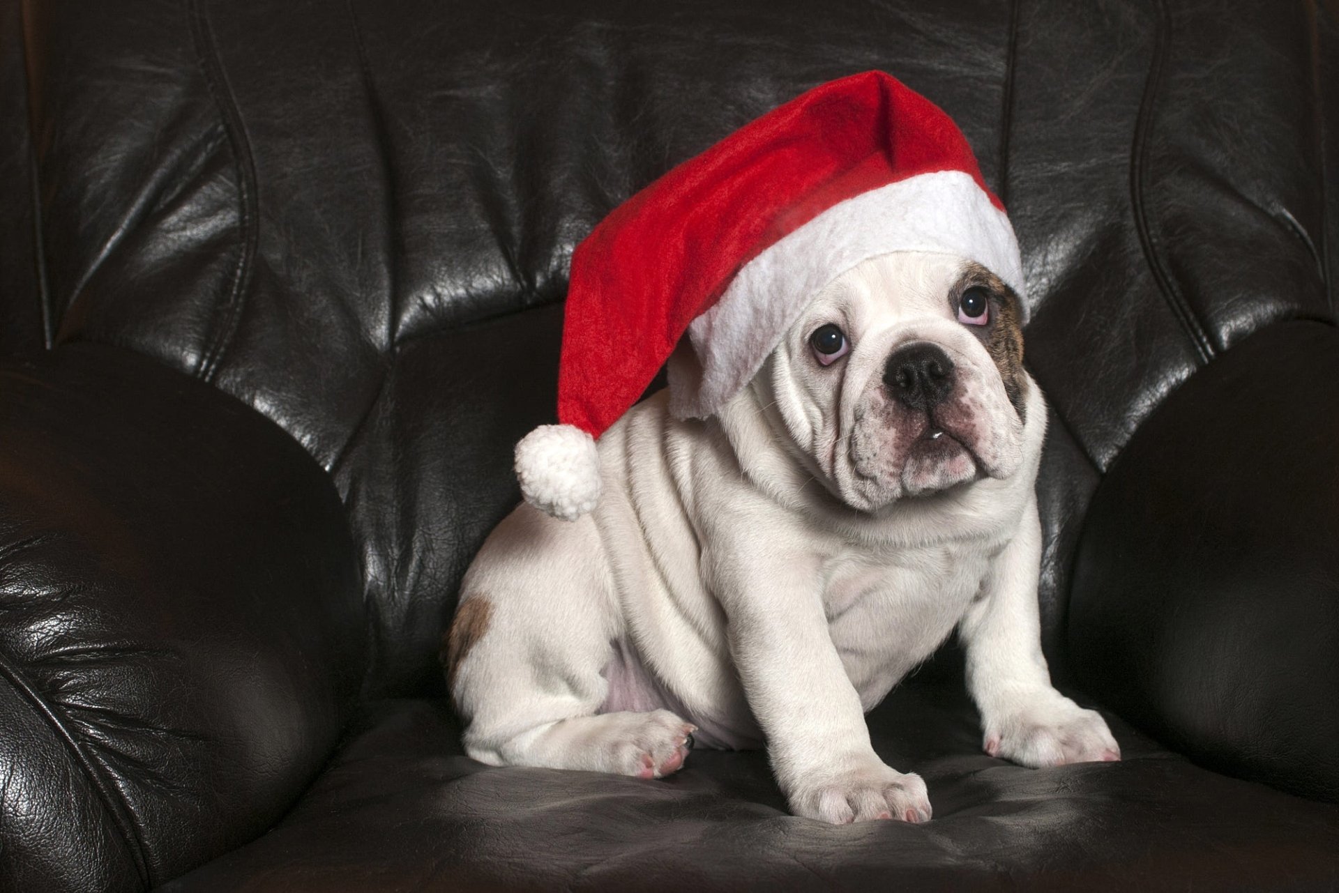 Download Santa Hat Animal Bulldog HD Wallpaper