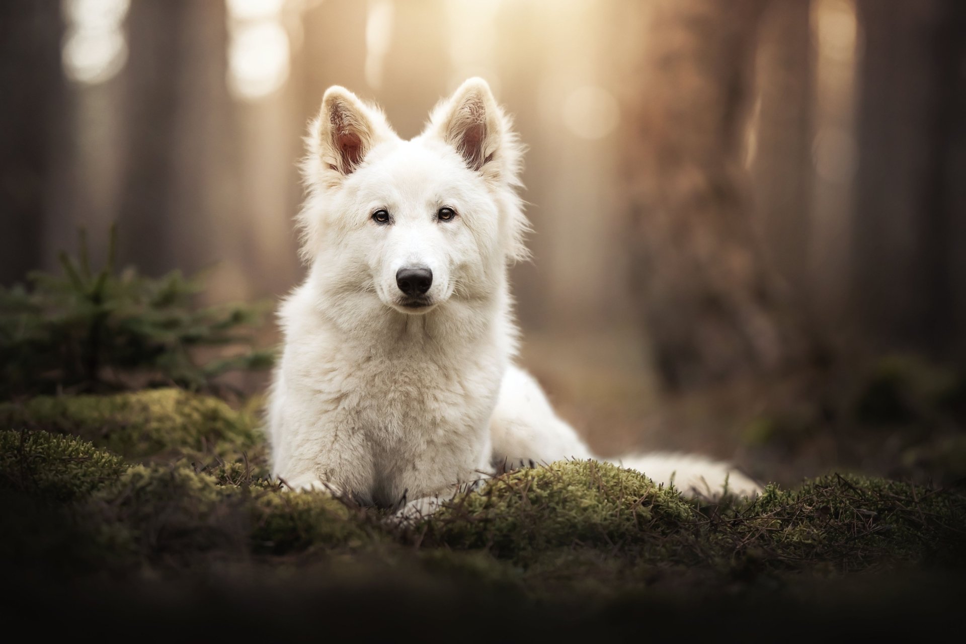 Download Animal Swiss Shepherd 4k Ultra HD Wallpaper