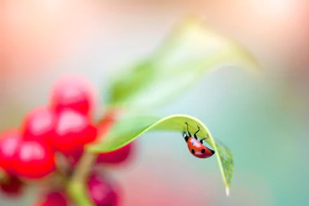 Animal ladybug HD Desktop Wallpaper | Background Image